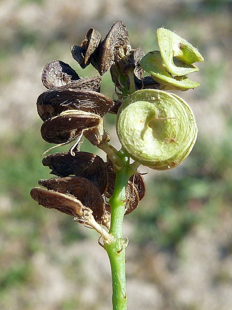 Close up of a stem of alfalfa