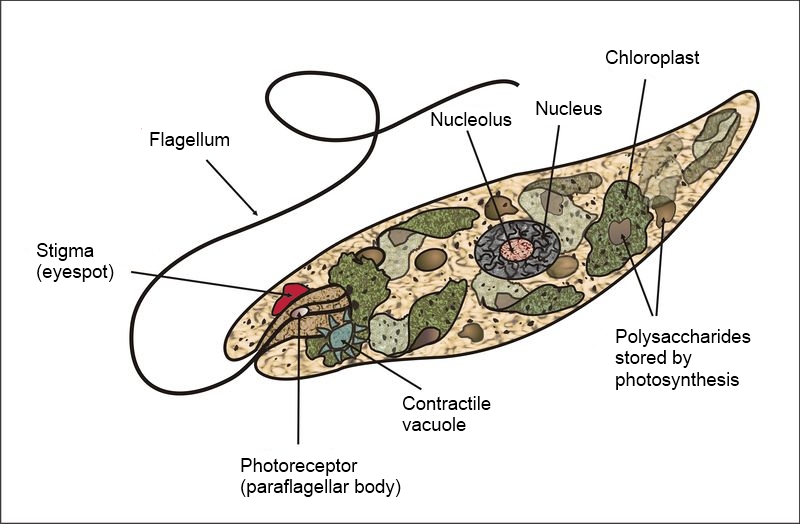 algal flagella structure