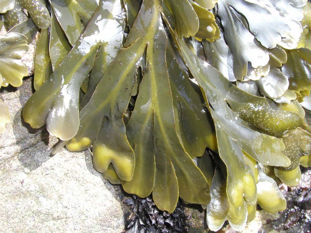 The rockweed Fucus gardneri has many common names, including popweed and bladderwrack. It is dichotomously branching and has a prominent midrib.