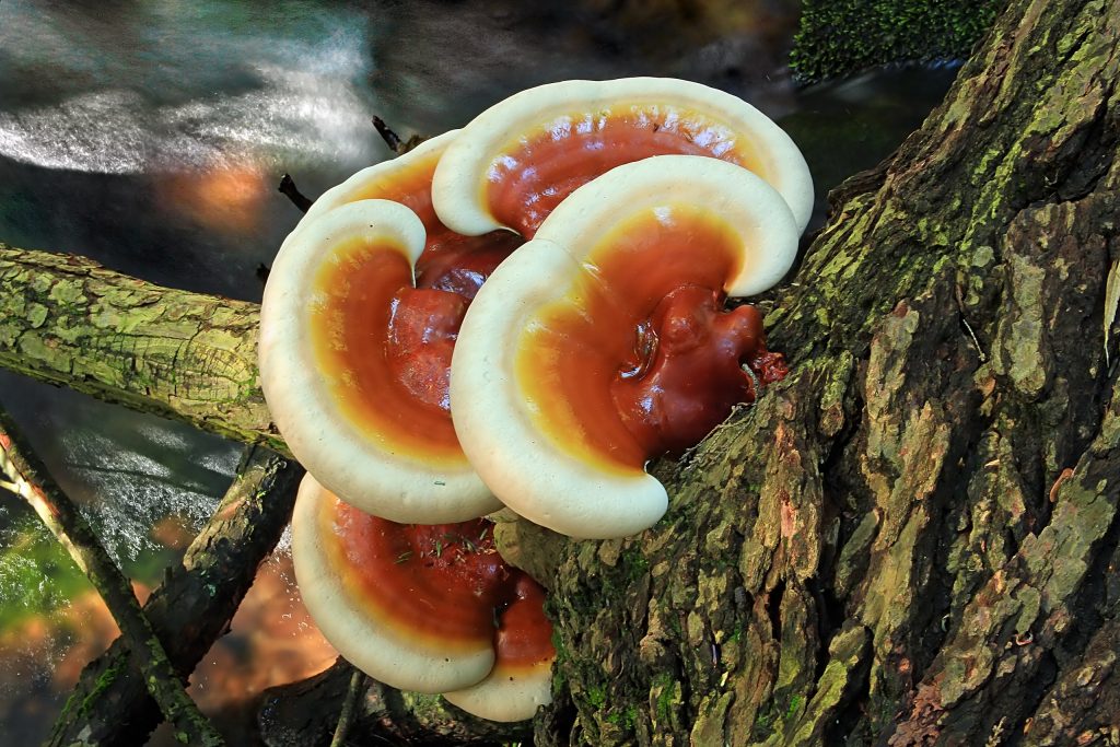 Hemlock varnish fungus (Ganoderma tsugae) on a log above Hutton Run, Moshannon State Forest, Centre County, along the Allegheny Front Trail.