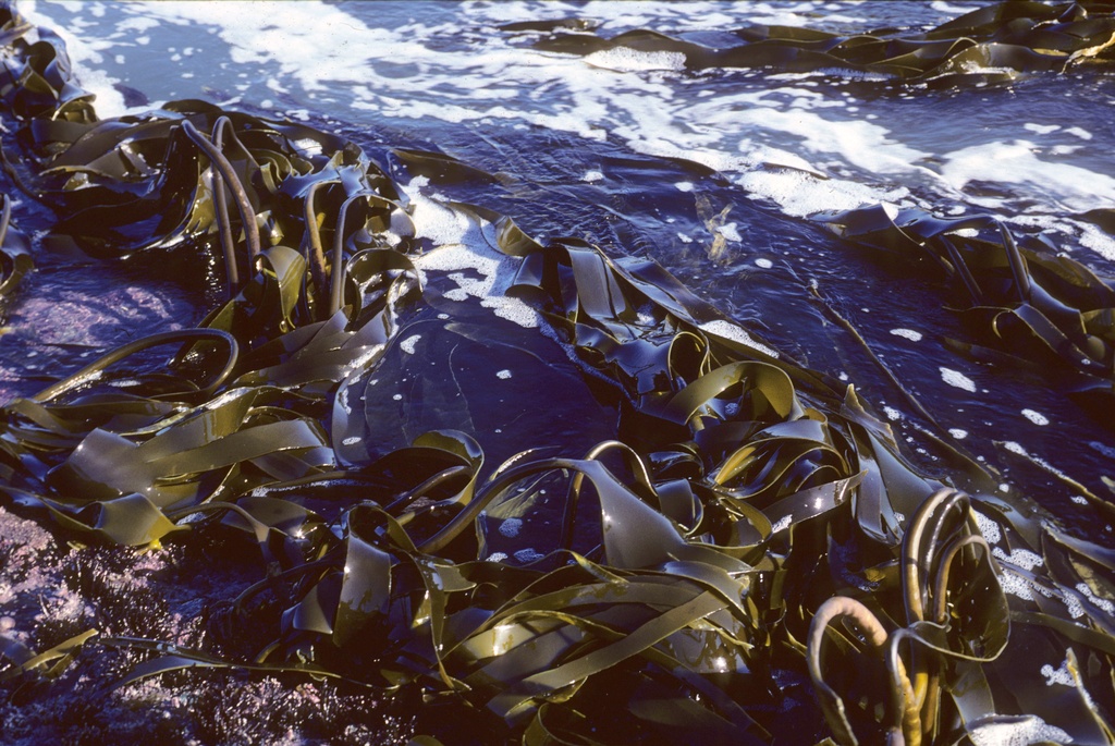 algae on the shoreline