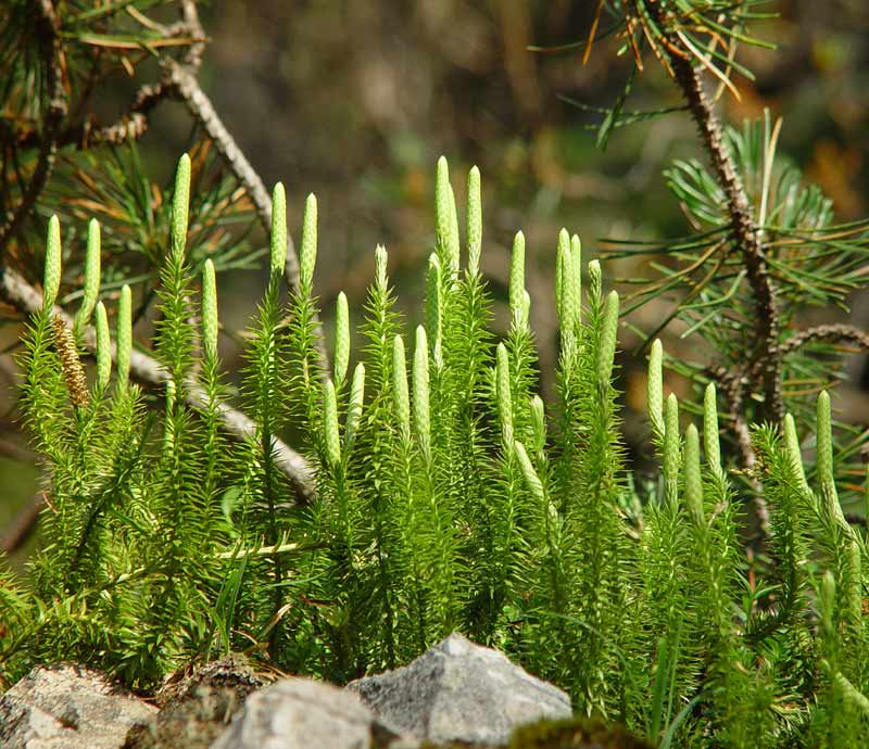 Club Moss Life Cycle