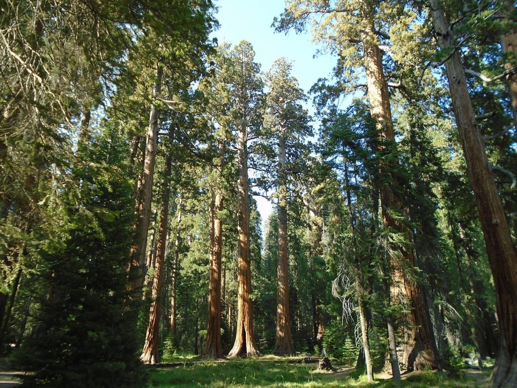 an image of a red wood forest in daytime