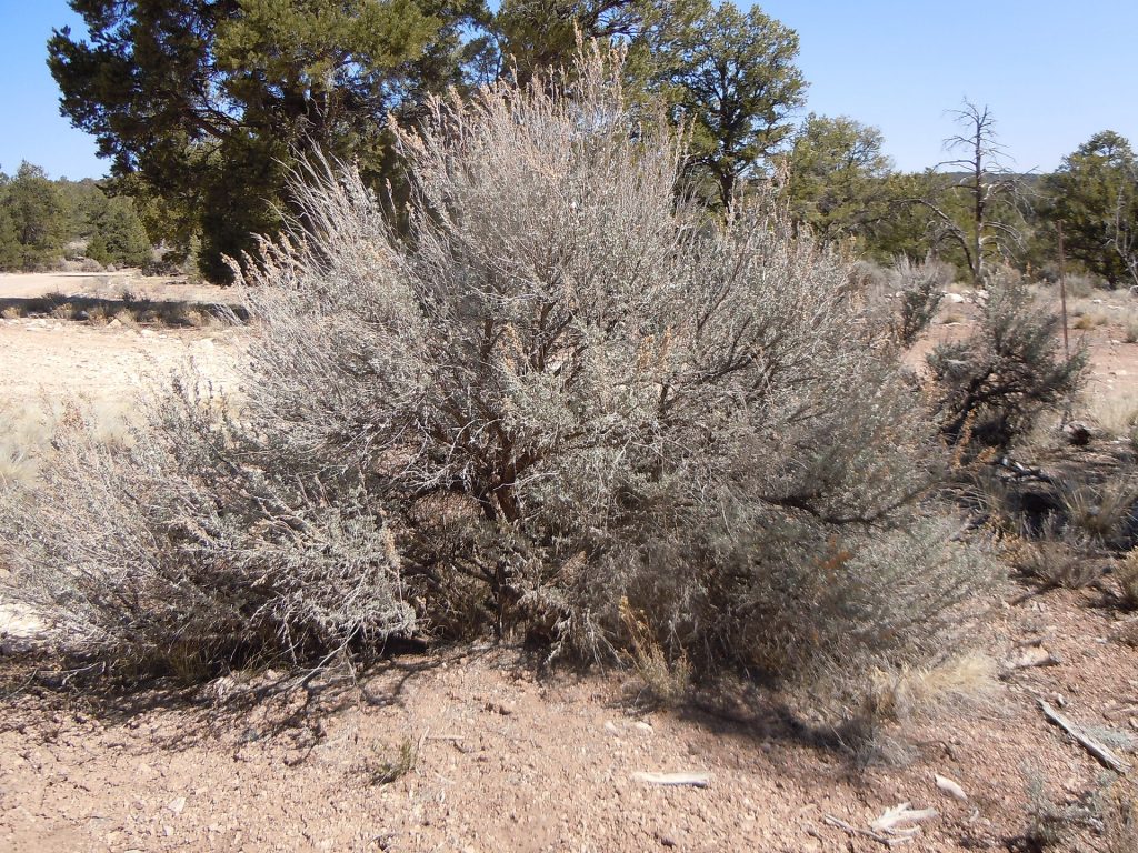 This common big sagebrush has multiple, gray stems arising from ground level in a compact, rounded growth form