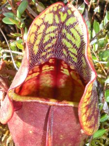 A closeup of one head of Sarracenia purpurea in a bog, the head is purplish and green with veins of purple throughout