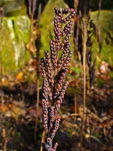 A fertile frond of a sensitive fern, it has small narrow brown sori clustered together like beads
