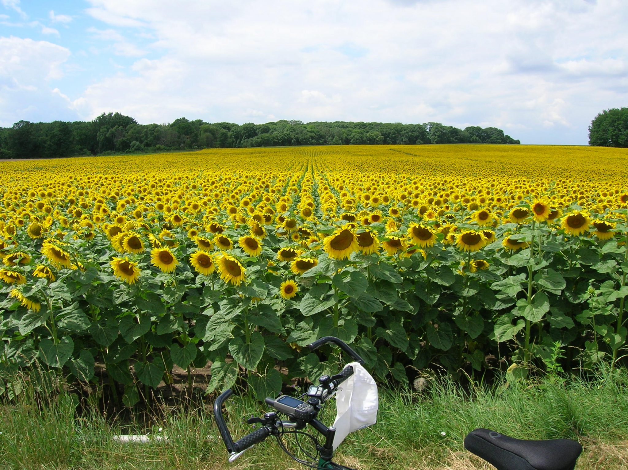 Sunflower helianthus annuus inanimate life