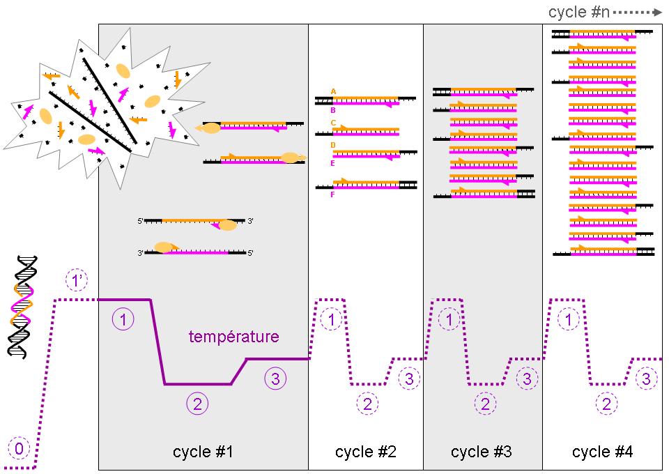 A graph depicting the basic principal of PCR, a purple line depicts cyclical changes in temperature over four cycles.