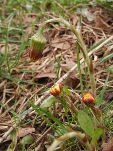 A small group of three coltsfoot growing in a pile of deadleaves, the two small buds have yet to bloom; the tallest is bending downward