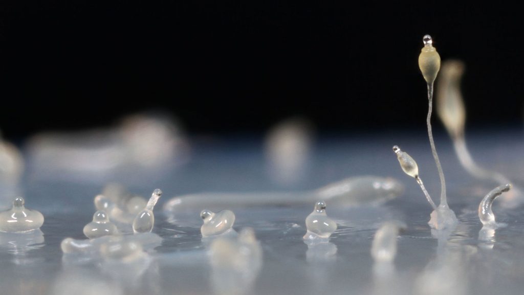 cellular slime mold slug