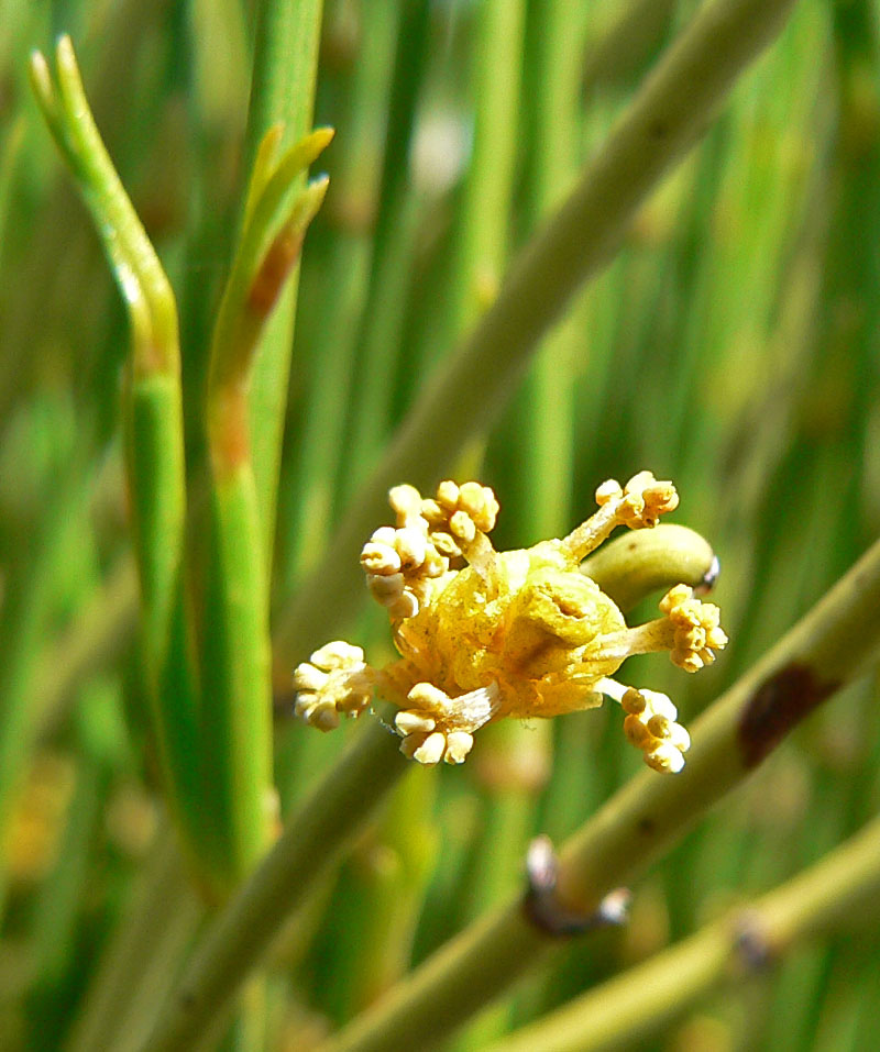 close up of a yellow pollen cone