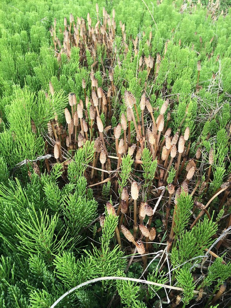 Equisetum arvense (Field Horsetail) at the edge of wetlands at Koitiata, Manawatū, New Zealand