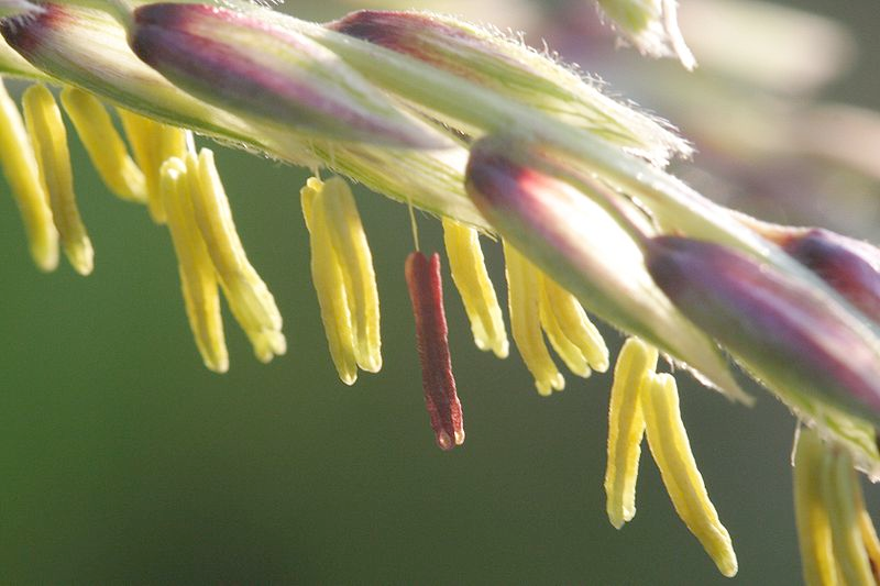 close up of corn tassels