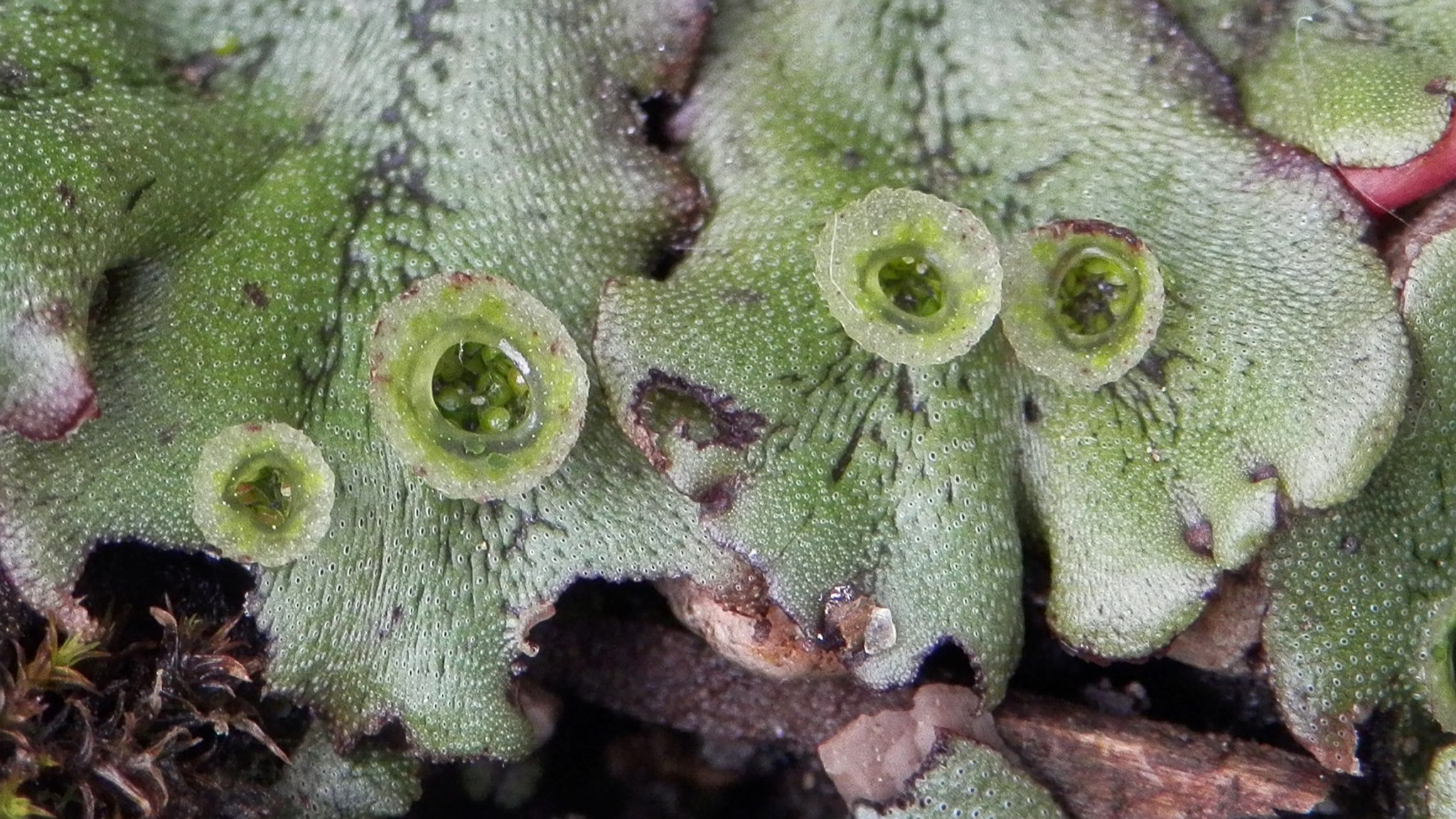 Marchantia: thalloid liverwort – Inanimate Life