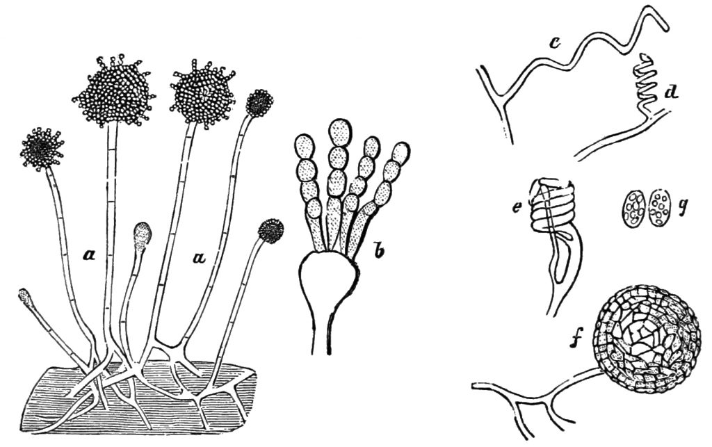 Molds: ubiquitous fungi – Inanimate Life