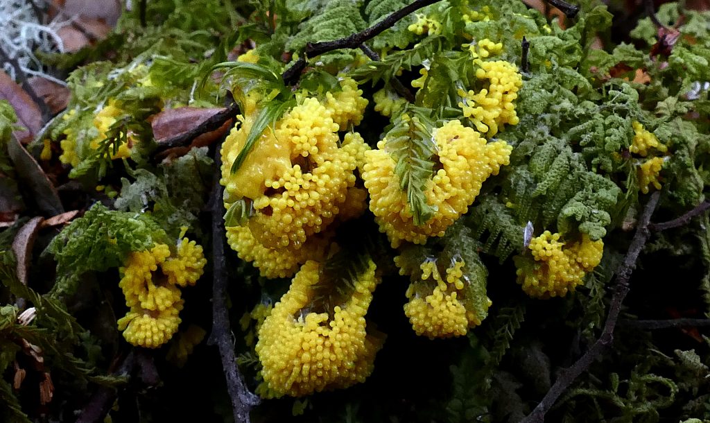 A myxomycete. It is a slime mold that inhabits shady, cool, moist areas, such as decaying leaves and logs. Like slime molds in general, it is sensitive to light; in particular, light can repel the slime mold and be a factor in triggering spore growth.