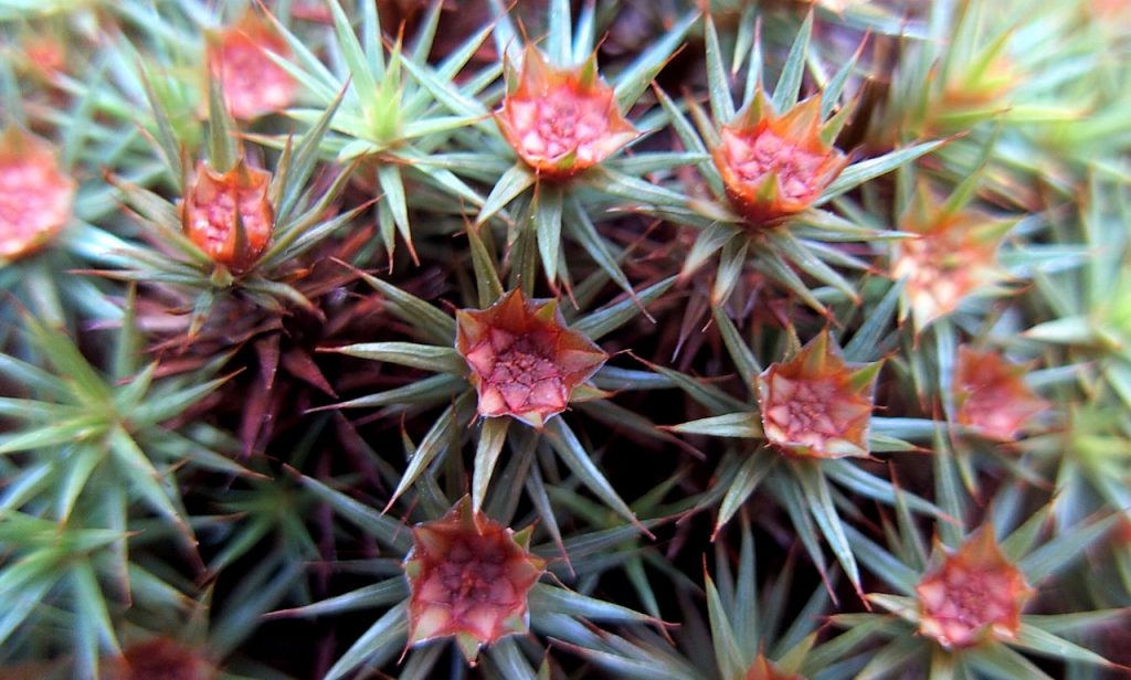 Antheridia moss, shoots carrying male reproductive organs (antheridia) which look just like small flower heads.