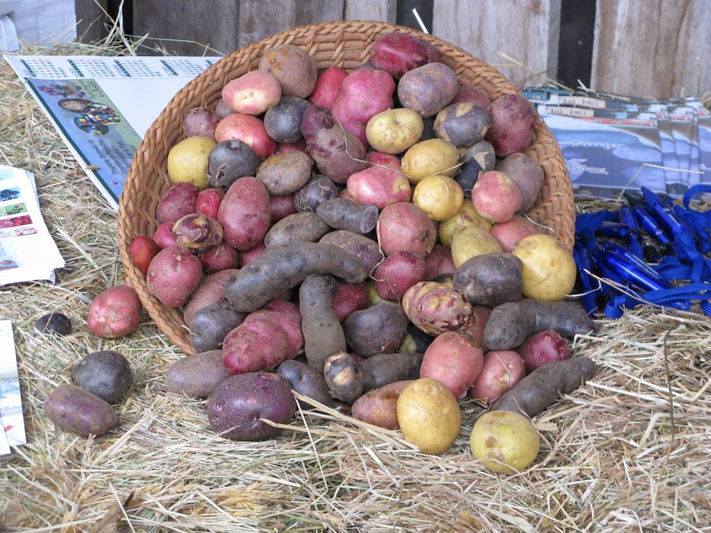 a basket showing yellow, red, and purple potatoes