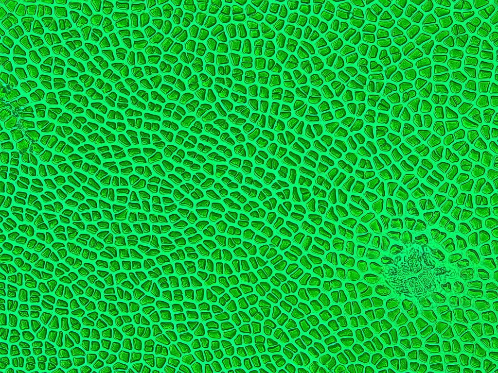 Nori for sushi under an optical microscope, magnification 200x.