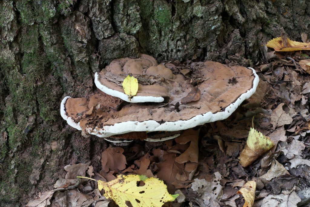 large half circle fungi at the base of a tree trunk