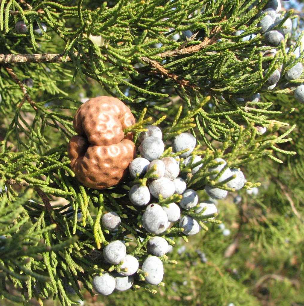 the dormant gall on the cedar tree is brown and ballooning above and below the branch and has the texture much like a golf ball