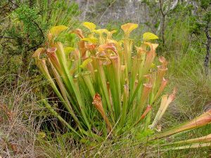 A photo of Sarracenia oreophila, the tublar leaves are green at the stem with yellowing and reddish tips