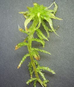 A Sphagnum gametophyte, it is a shiny green color with a head of growths and a stem with offshoots