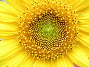 A closeup of a sunflower's center whorl, displaying the florets arranged in a natural Fibonacci sequence