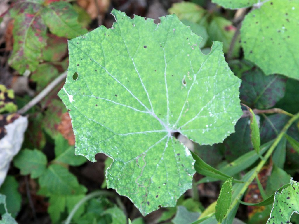 A vivid green leaf of tussilago farfara; there are small holes sporadically on the leaf