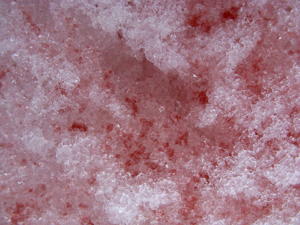 A close up photo of red particles in snow