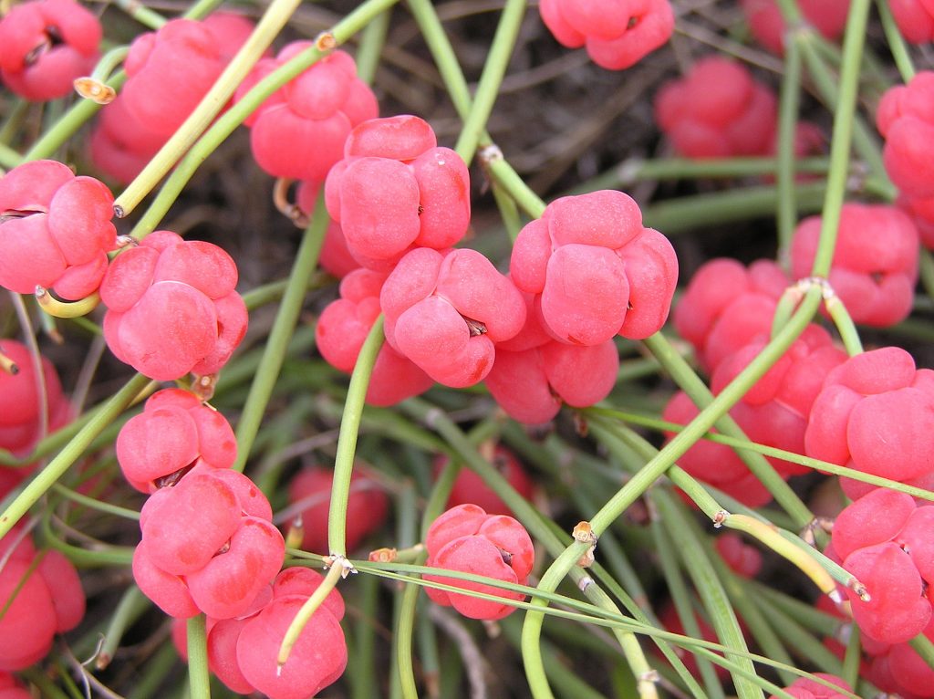 female plant with ripe cones