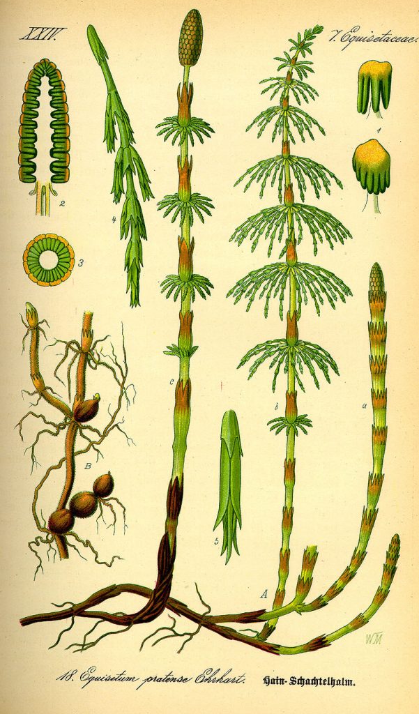 illustration of parts and stages of growth of the horsetail