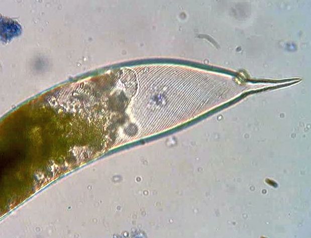 Detail of a dead Euglena's pellicle.