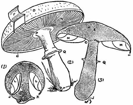 Drawing of a mushroom and cross-sectioned mushroom