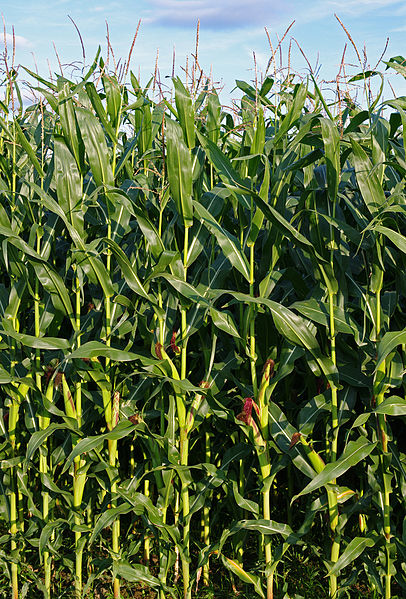 Planet Robust Fortære Corn – Inanimate Life