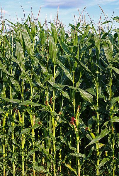 maize plant