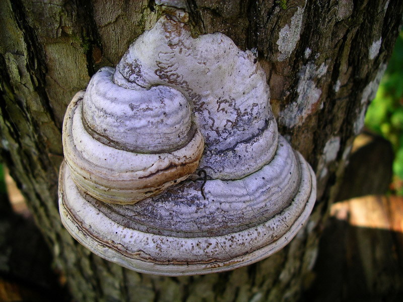 Fomes fomentarius on a tree pictured from above
