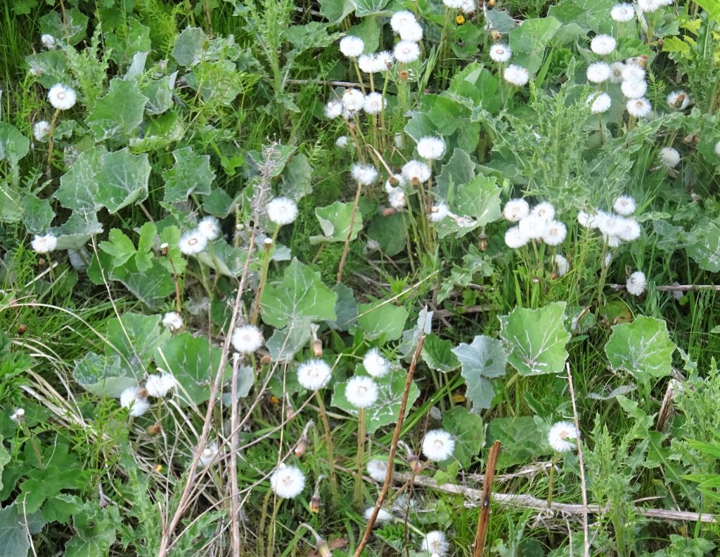 A group of white, fluffy coltsfoot flowers that grow with leaves and other plants surrounding it