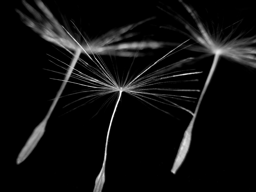 Wind dispersal of dandelion seeds
