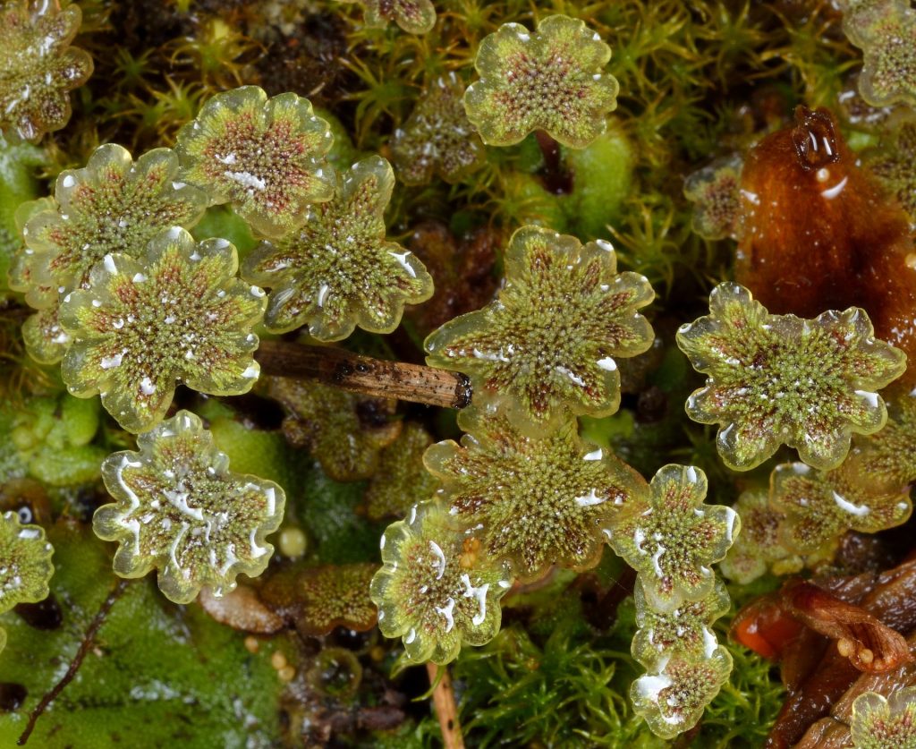 Male gametophytes of Marchantia polymorpha showing antheridiophores
