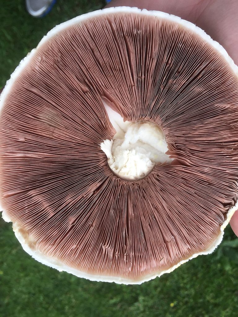 The underside of a mushroom cap