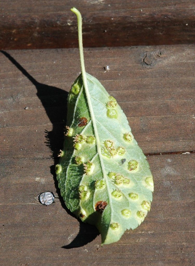 The underside of a leaf with cedar apple rust in patches all over
