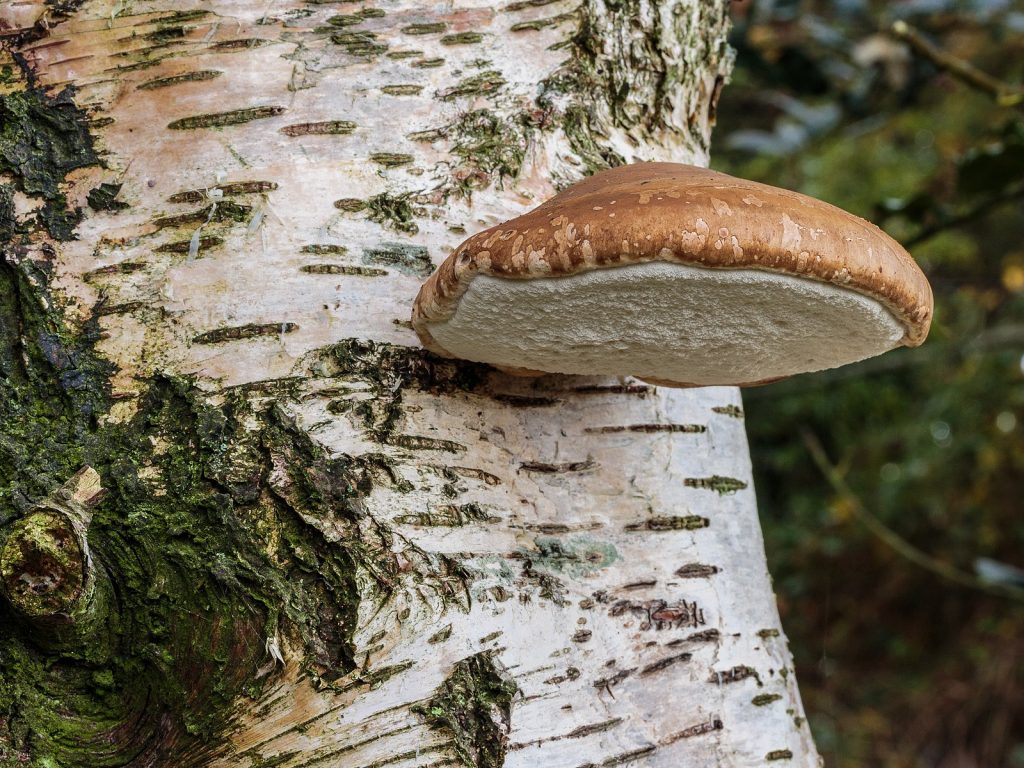 Birch mushroom (Piptoporus betulinus) on the trunk of a birch.