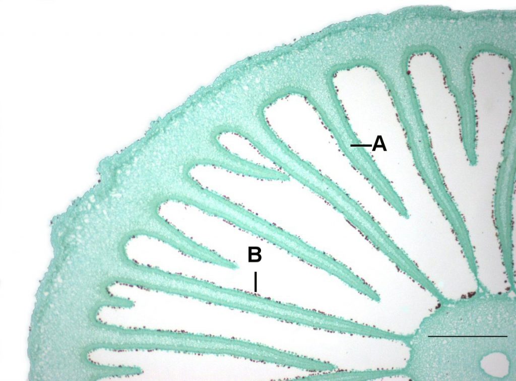 closeup of coprinus basidiospores