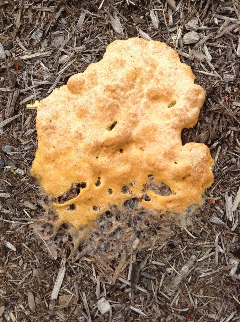fungus that looks like vomit on mulch
