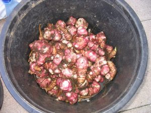 A pot of the tubers