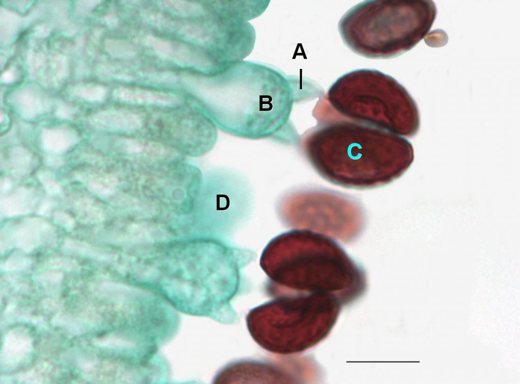 Coprinus cells