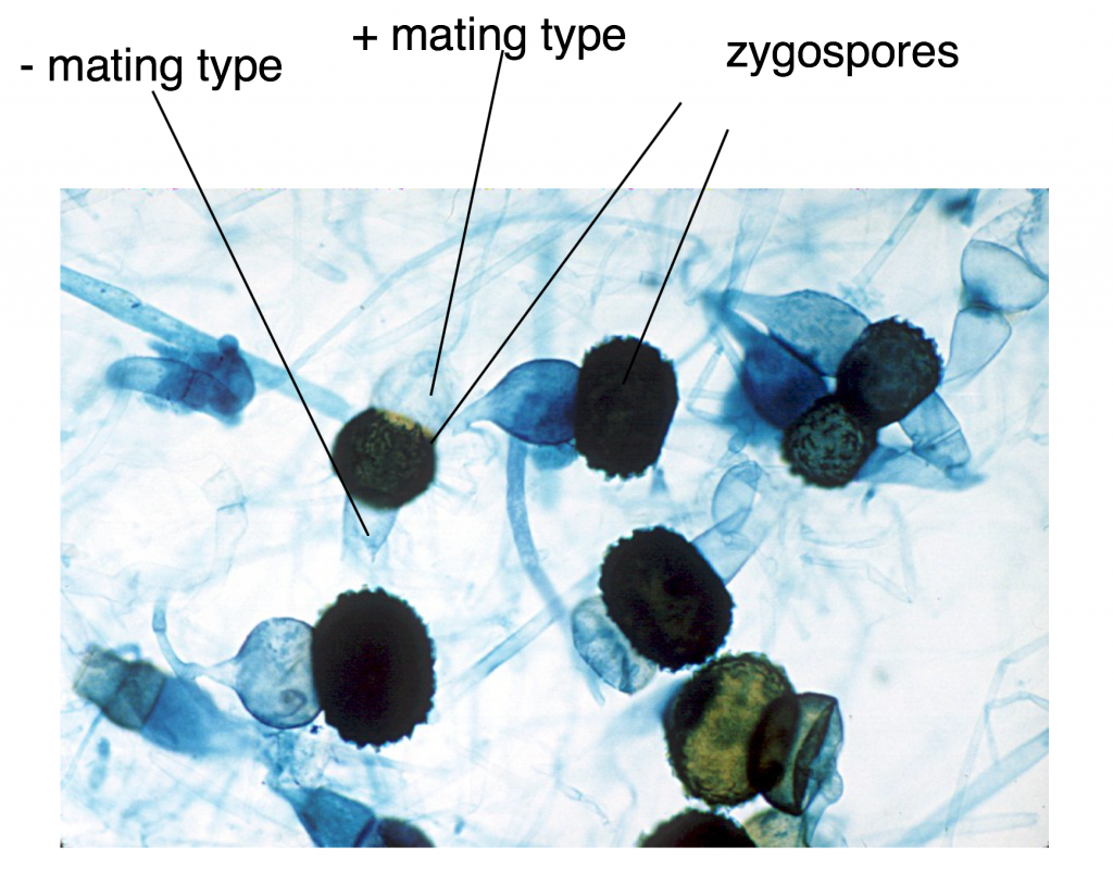 Rhizopus bread mold under microscope