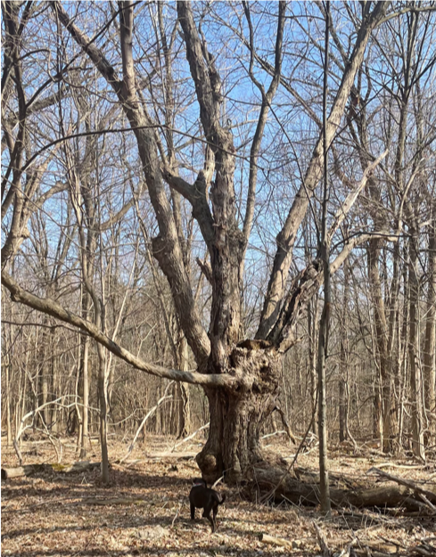 Tree in the wood, the tree in focus is one large trunk split into several smaller trunks and branches growing upward