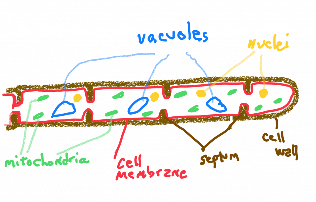 A diagram of a cross section of septate fungai hyphae. The cell wall around the edge is labeled, then the cell membrane, as well as the septum. Inside the cell are mitochondria, vacuoles, and nuclei.